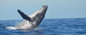 Avistamiento de Ballenas Nuqu desde Cartago Ecohotel Jovisea 2022